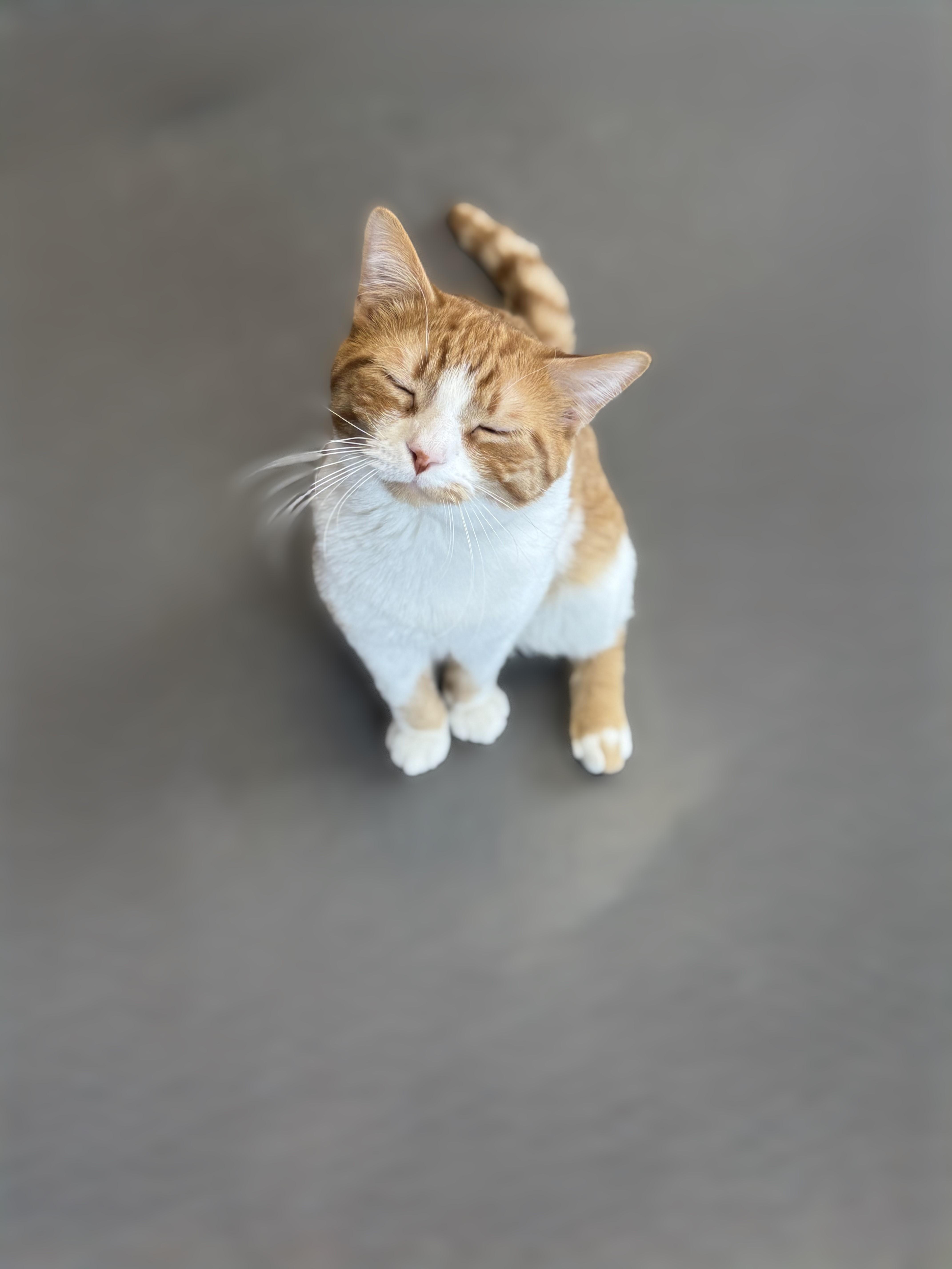Enlarge Curly, an adoptable Domestic Short Hair in Pekin, IL image 5/5