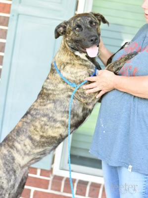 Colby, an adopted Mixed Breed in Houston, TX_image-1