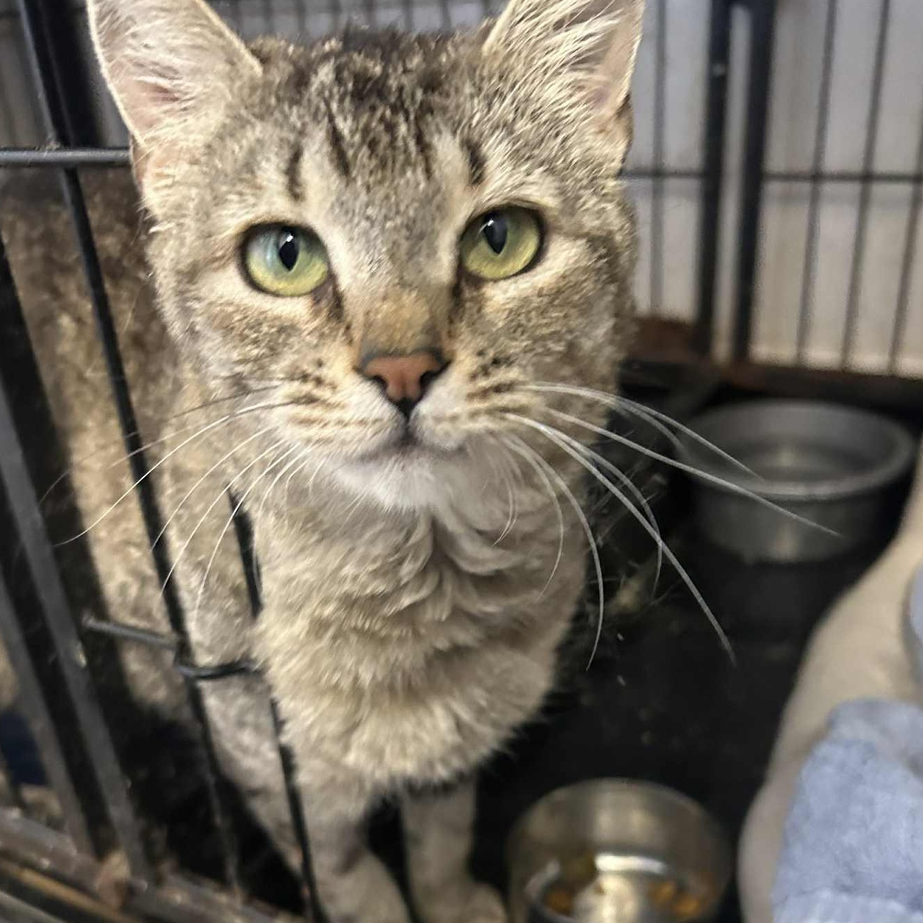 Enlarge Yvette (the size of a kitten!), an adoptable Tabby in Huntington, NY image 3/3