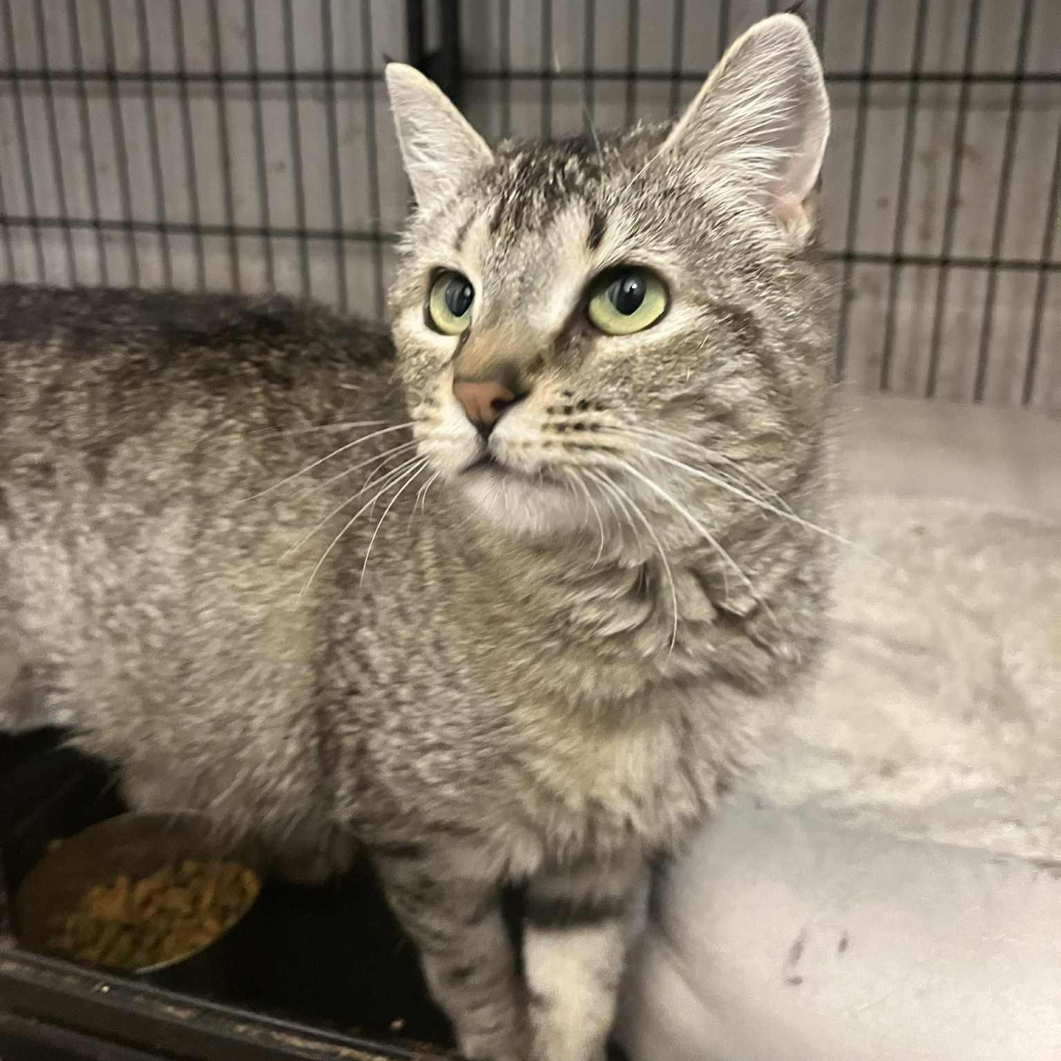 Enlarge Yvette (the size of a kitten!), an adoptable Tabby in Huntington, NY image 2/3