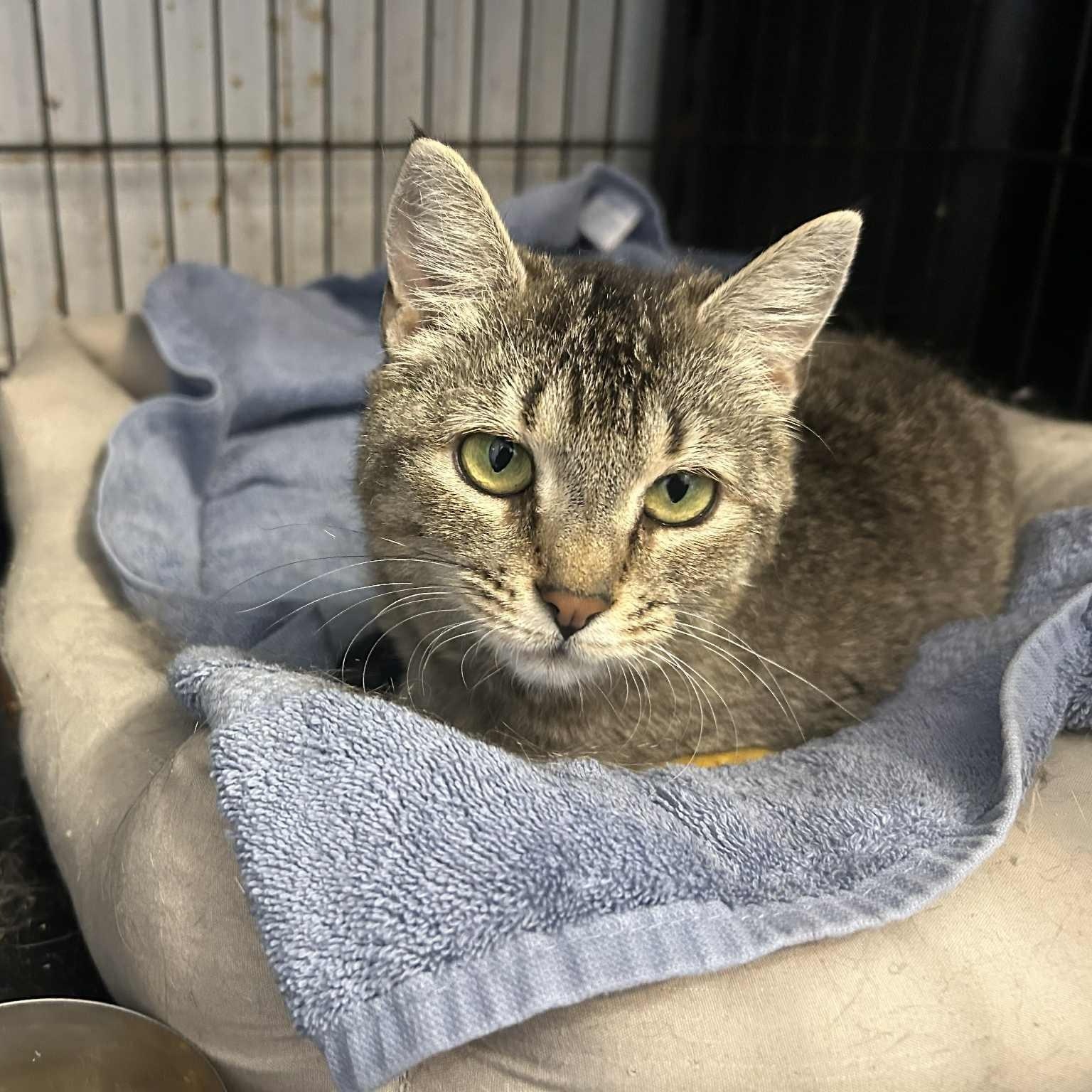 Yvette (the size of a kitten!), adoptable, Adult Female Tabby.