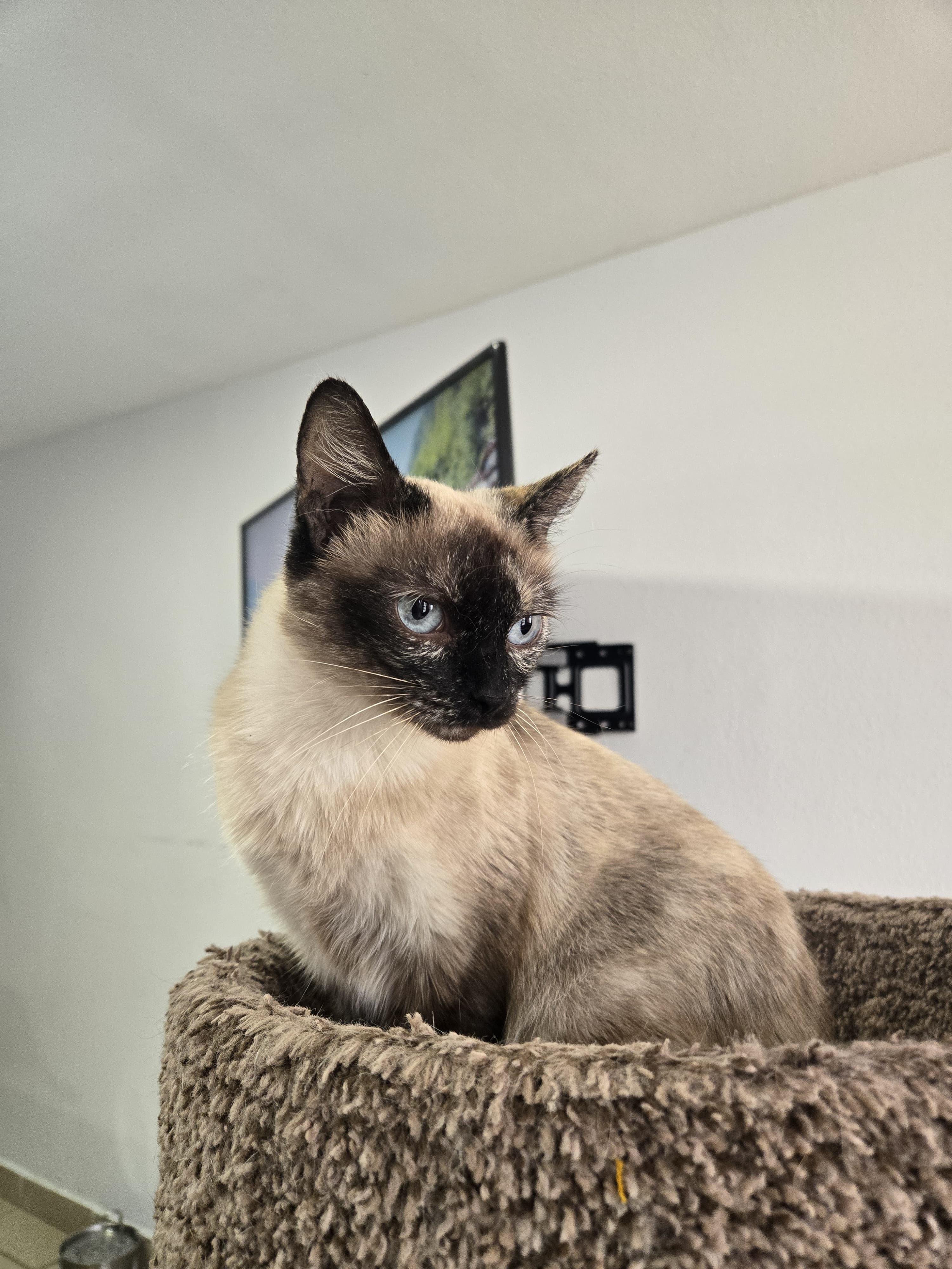 Enlarge Arwen, a Adoptable mixed breed in Tijuana, BCN image 6/6