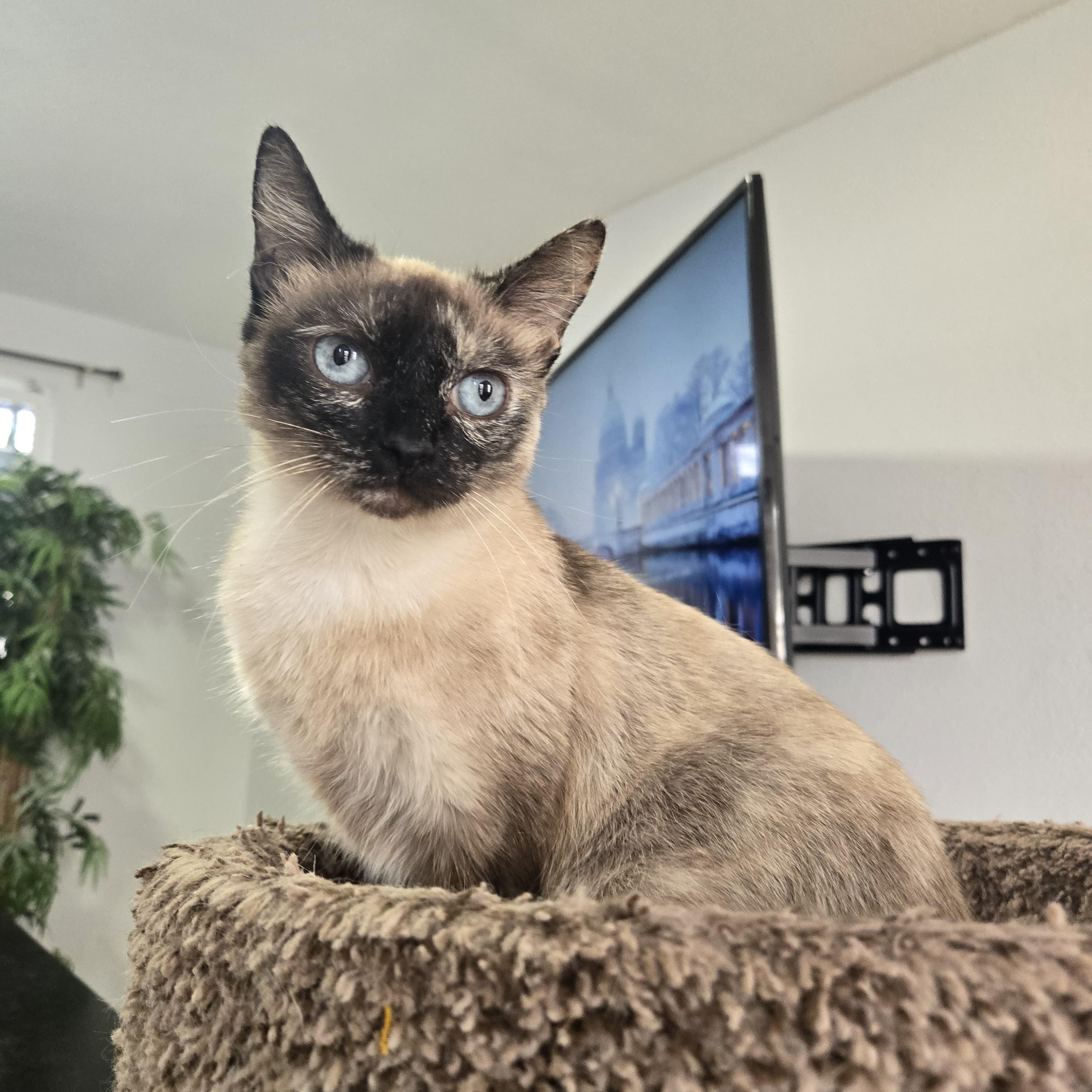 Arwen, Adoptable, Adult Female Siamese.