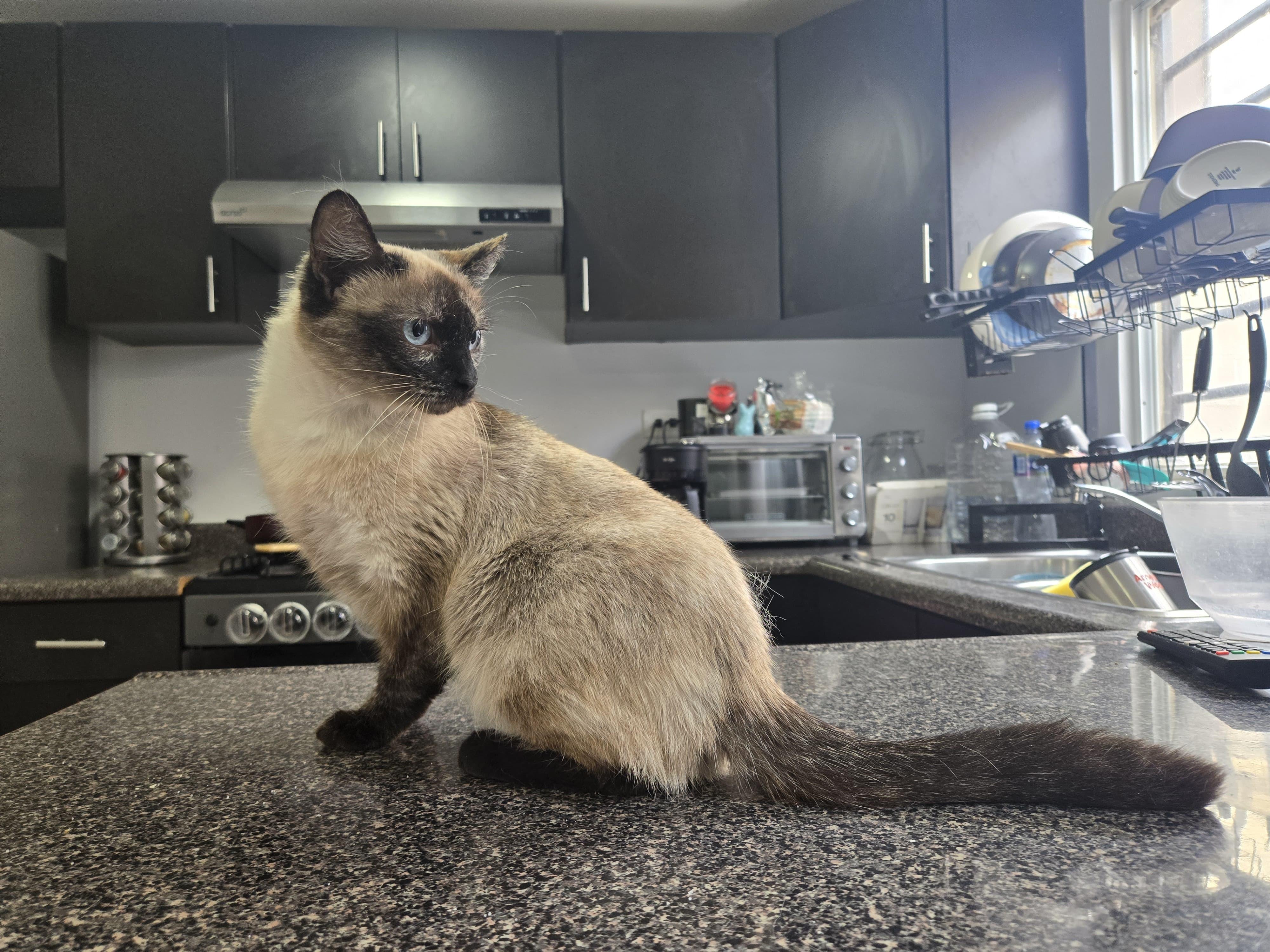 Enlarge Arwen, a Adoptable mixed breed in Tijuana, BCN image 5/6