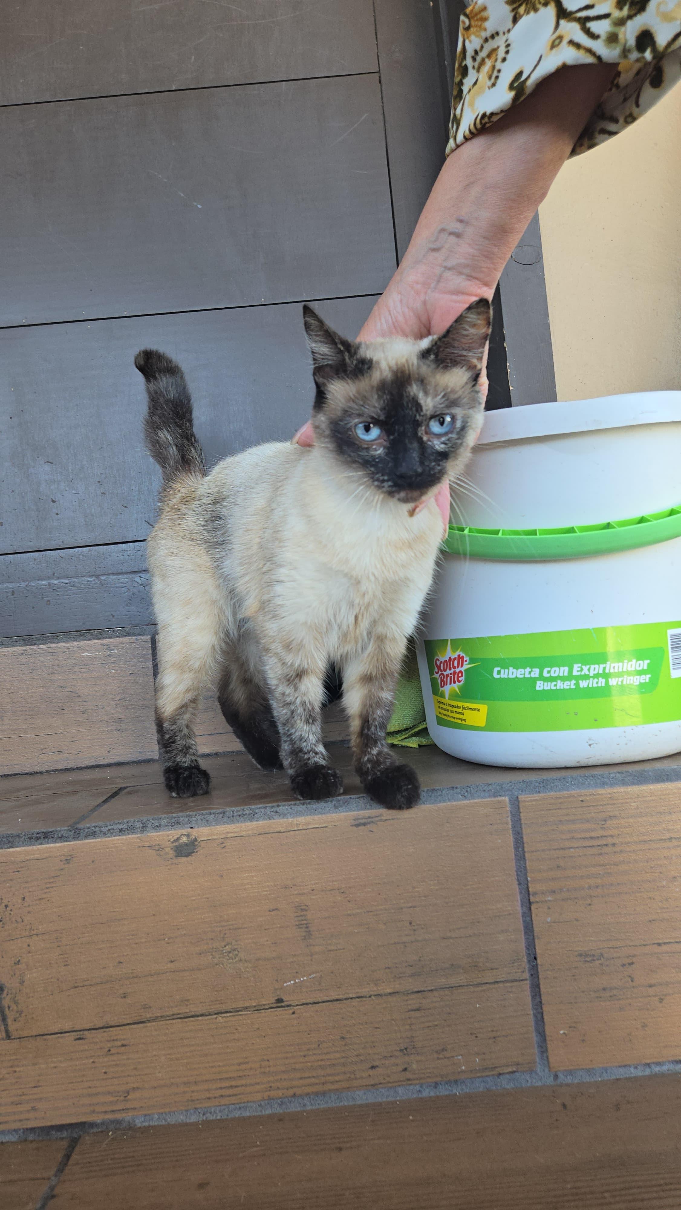 Enlarge Arwen, a Adoptable mixed breed in Tijuana, BCN image 2/6