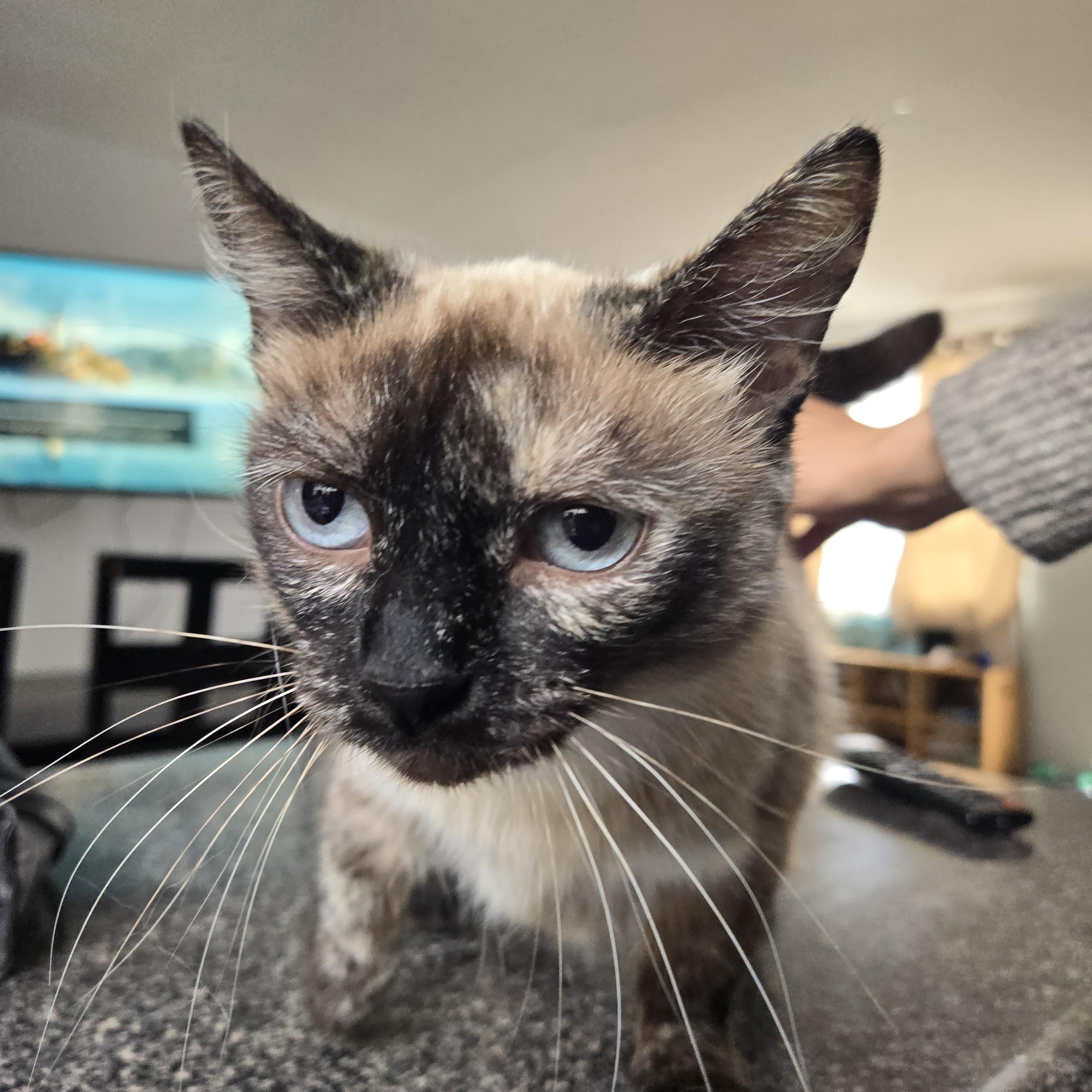 Enlarge Arwen, a Adoptable mixed breed in Tijuana, BCN image 4/6