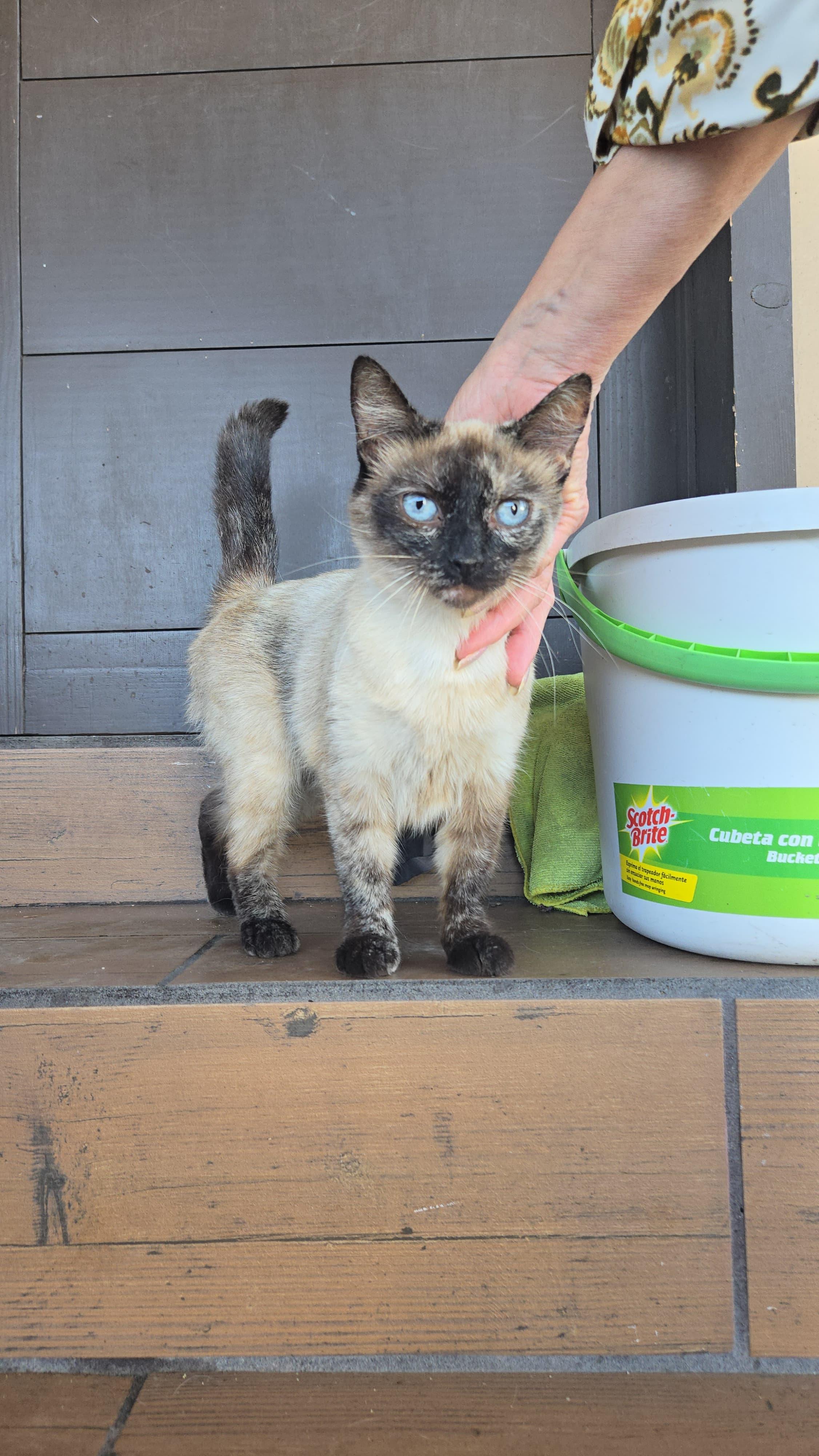 Enlarge Arwen, a Adoptable mixed breed in Tijuana, BCN image 3/6