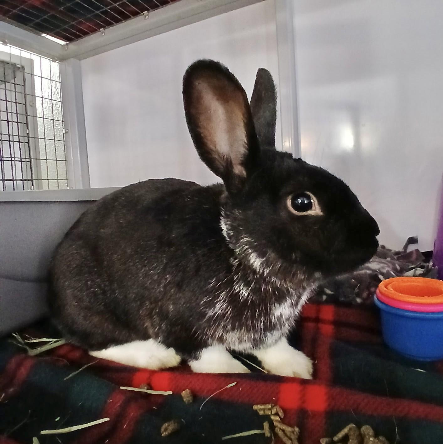 Enlarge Francis Flute, a Adoptable mixed breed in Chicago, IL image 2/2