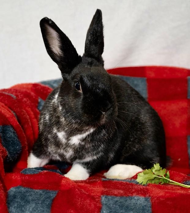 Francis Flute, Adoptable, Adult Male Dutch & English Spot.