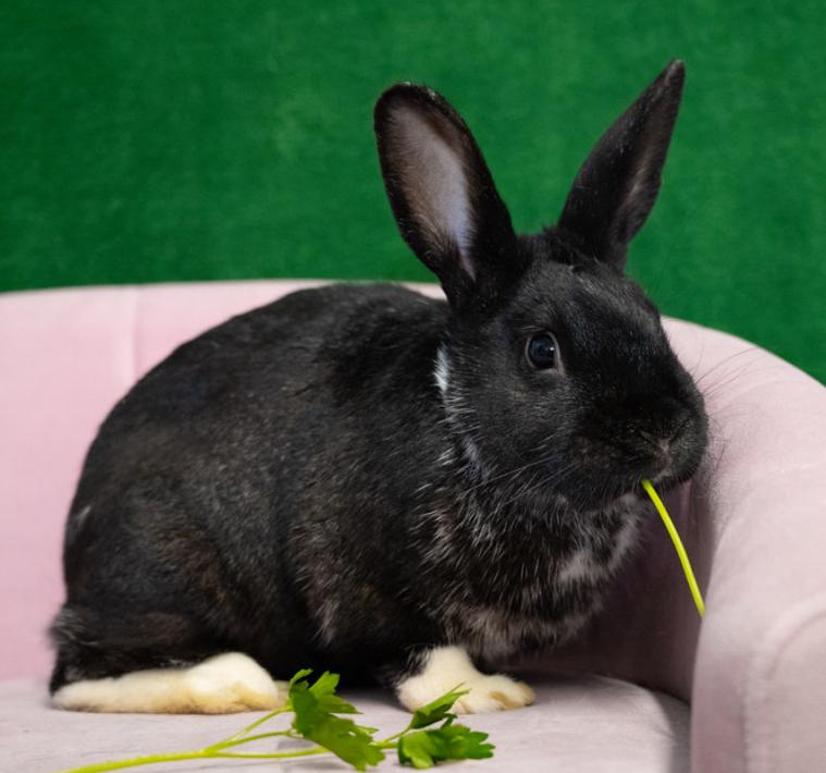 Francis Flute, Adoptable, Adult Male Dutch & English Spot.