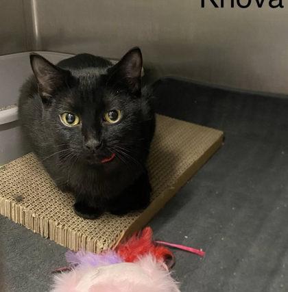 Enlarge Knova, a Adoptable mixed breed in Hobart, IN image 1/1