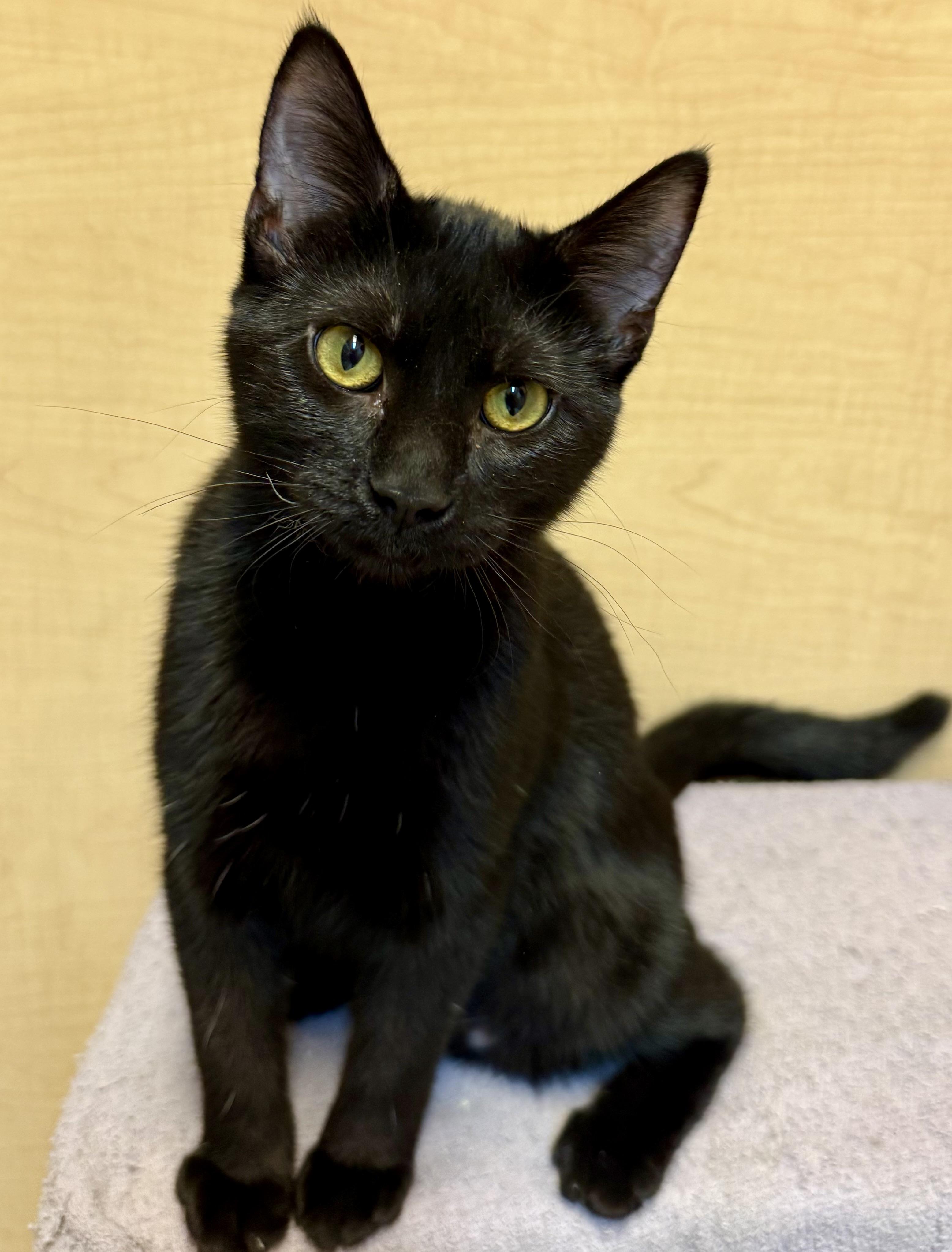 Enlarge Kali, a ADOPTABLE Domestic Short Hair in Independence, IA image 2/3