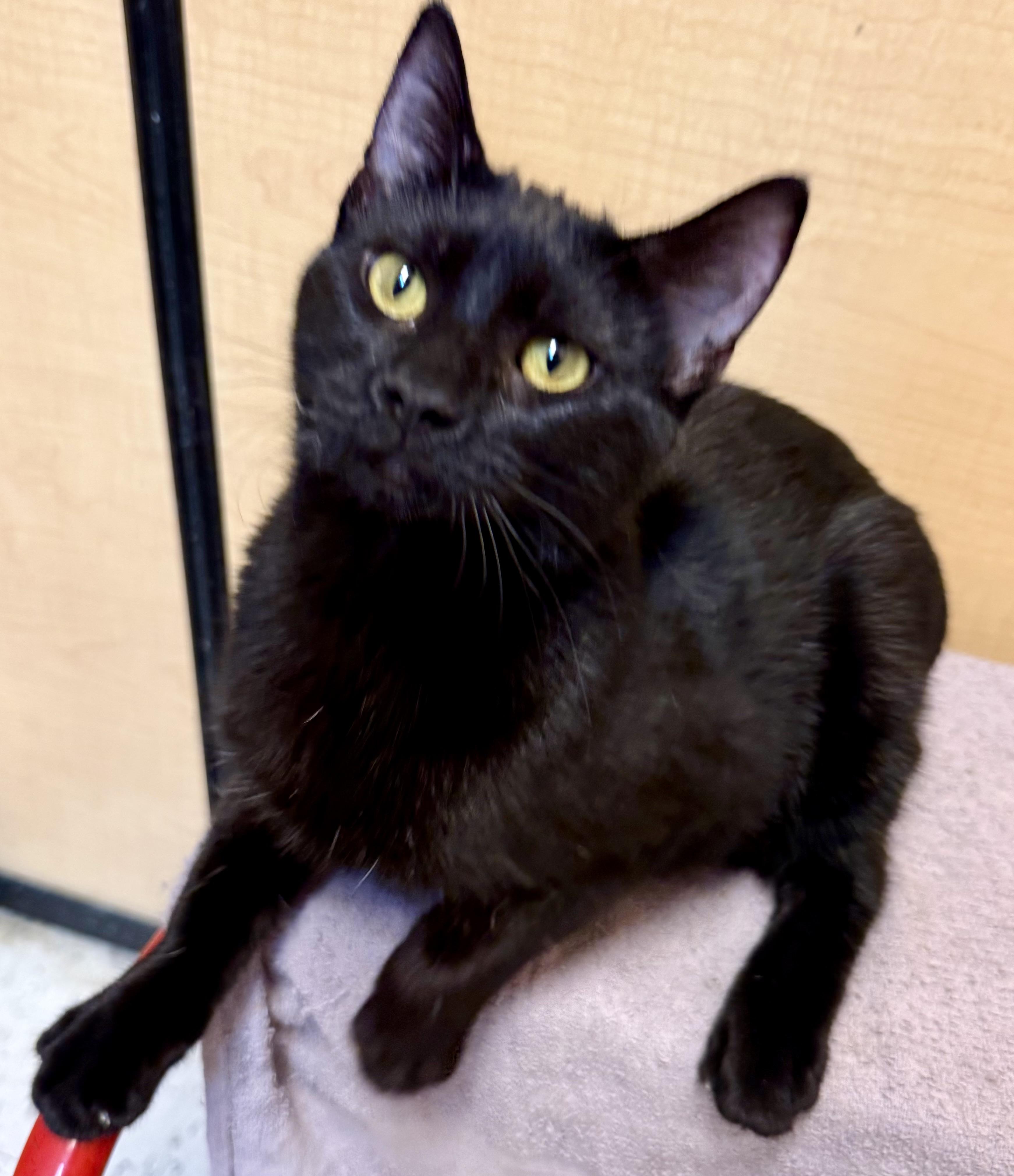 Enlarge Kali, a ADOPTABLE Domestic Short Hair in Independence, IA image 1/3