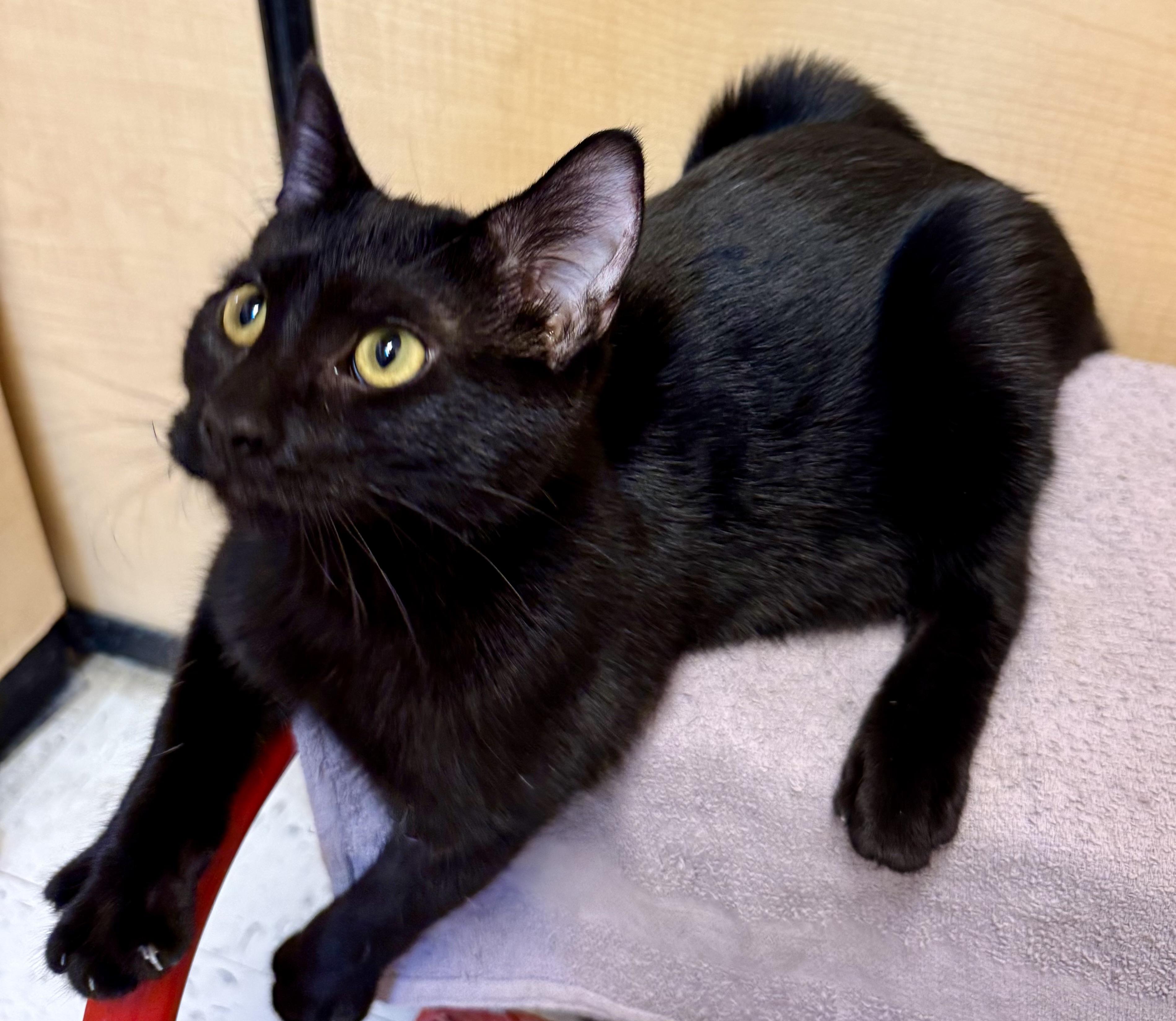 Enlarge Kali, a ADOPTABLE Domestic Short Hair in Independence, IA image 3/3