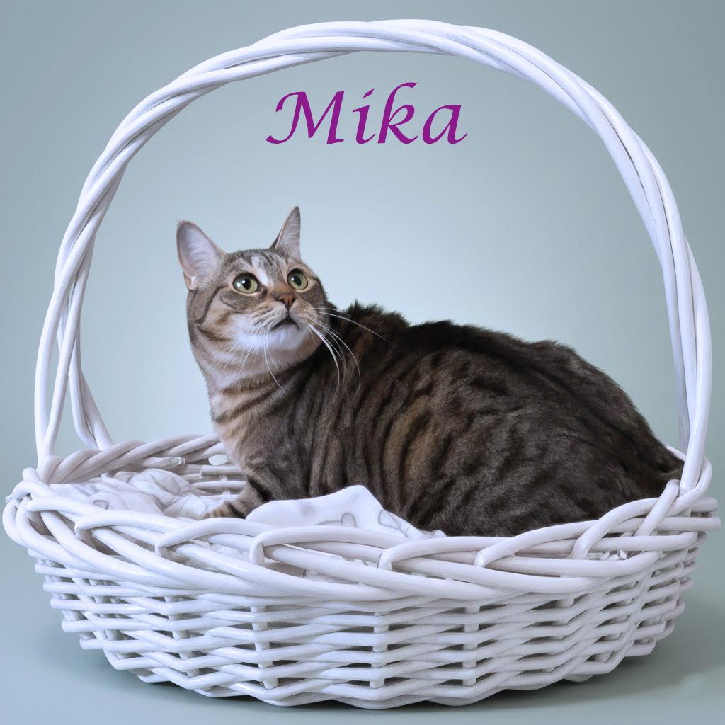 Mika C26-042, Adoptable, Adult Female Domestic Short Hair.