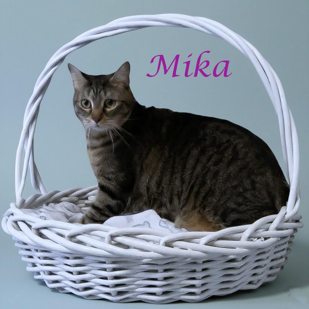 Enlarge Mika C26-042, a Adoptable Domestic Short Hair in Lebanon, TN image 2/4