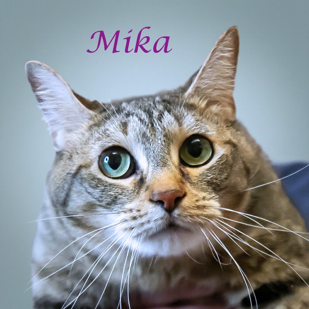 Enlarge Mika C26-042, a Adoptable Domestic Short Hair in Lebanon, TN image 3/4