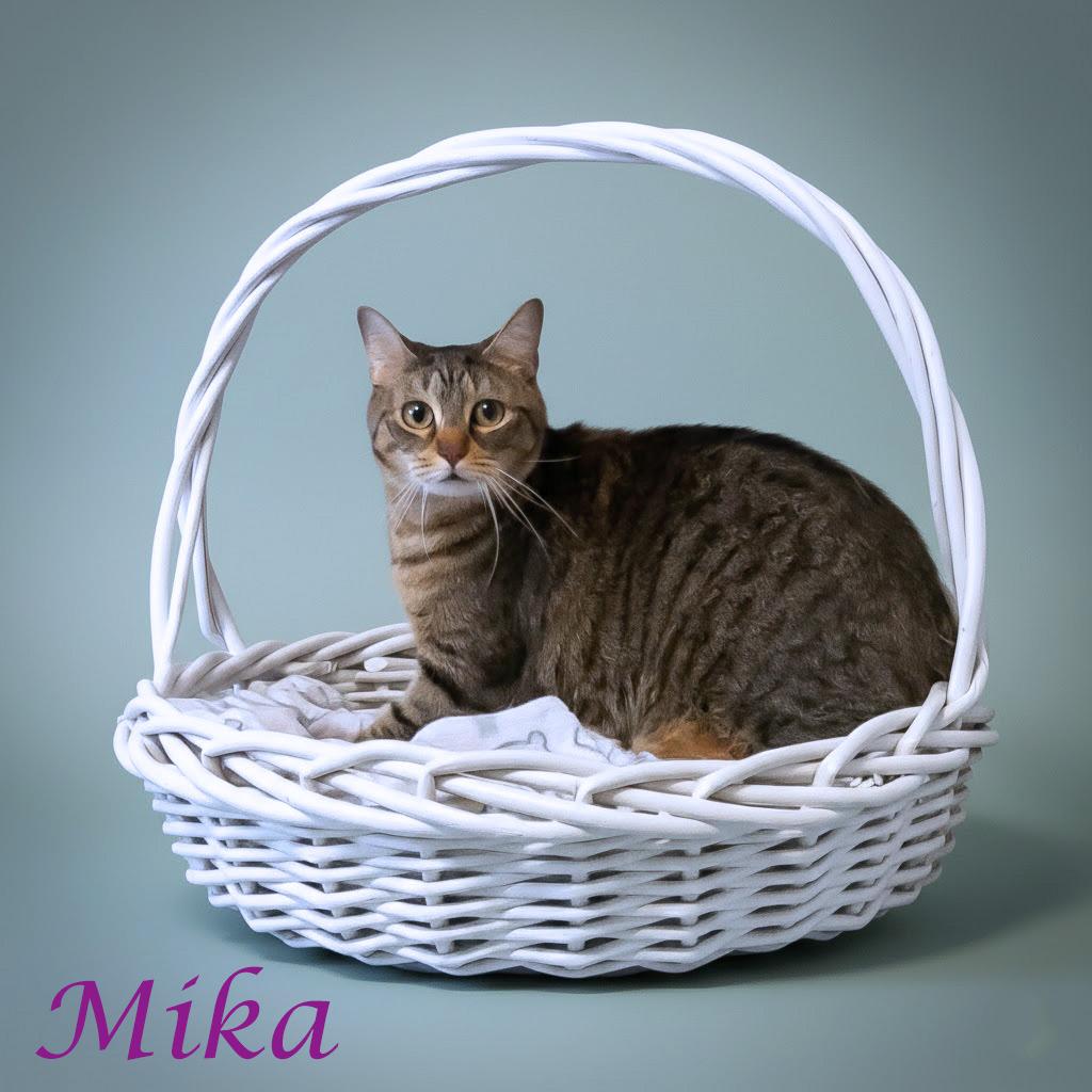 Enlarge Mika C26-042, a Adoptable Domestic Short Hair in Lebanon, TN image 4/4