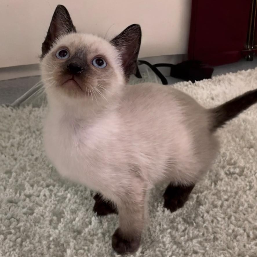 Preston and Primrose, an adopted Siamese in Hartford, CT image 5/5
