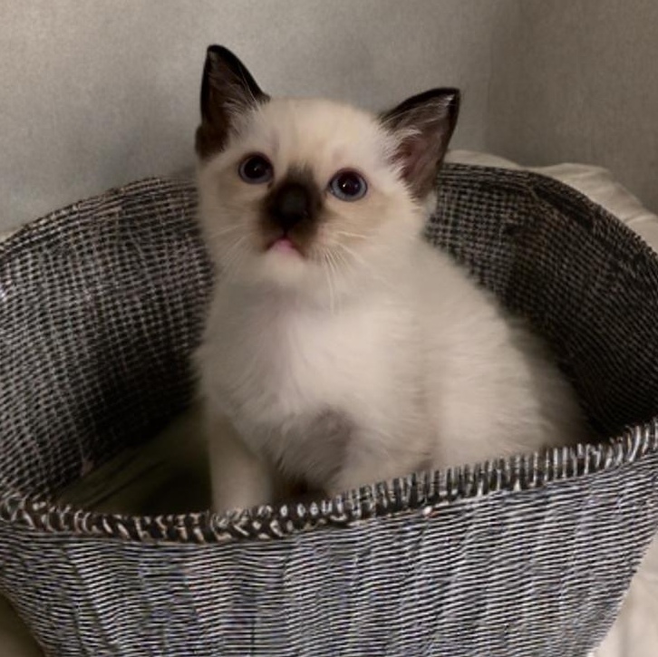 Preston and Primrose, an adopted Siamese in Hartford, CT image 4/5