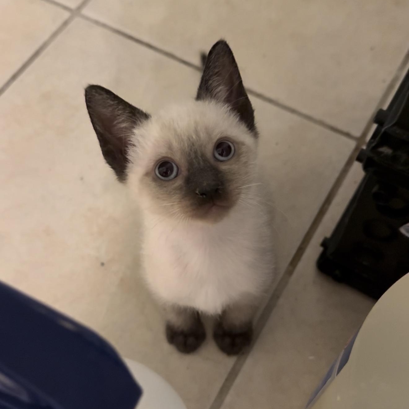 Preston and Primrose, an adopted Siamese in Hartford, CT image 3/5
