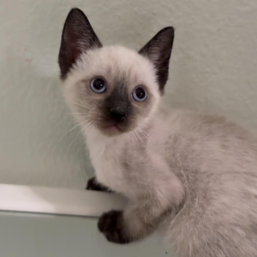 Preston and Primrose, an adopted Siamese in Hartford, CT image 2/5