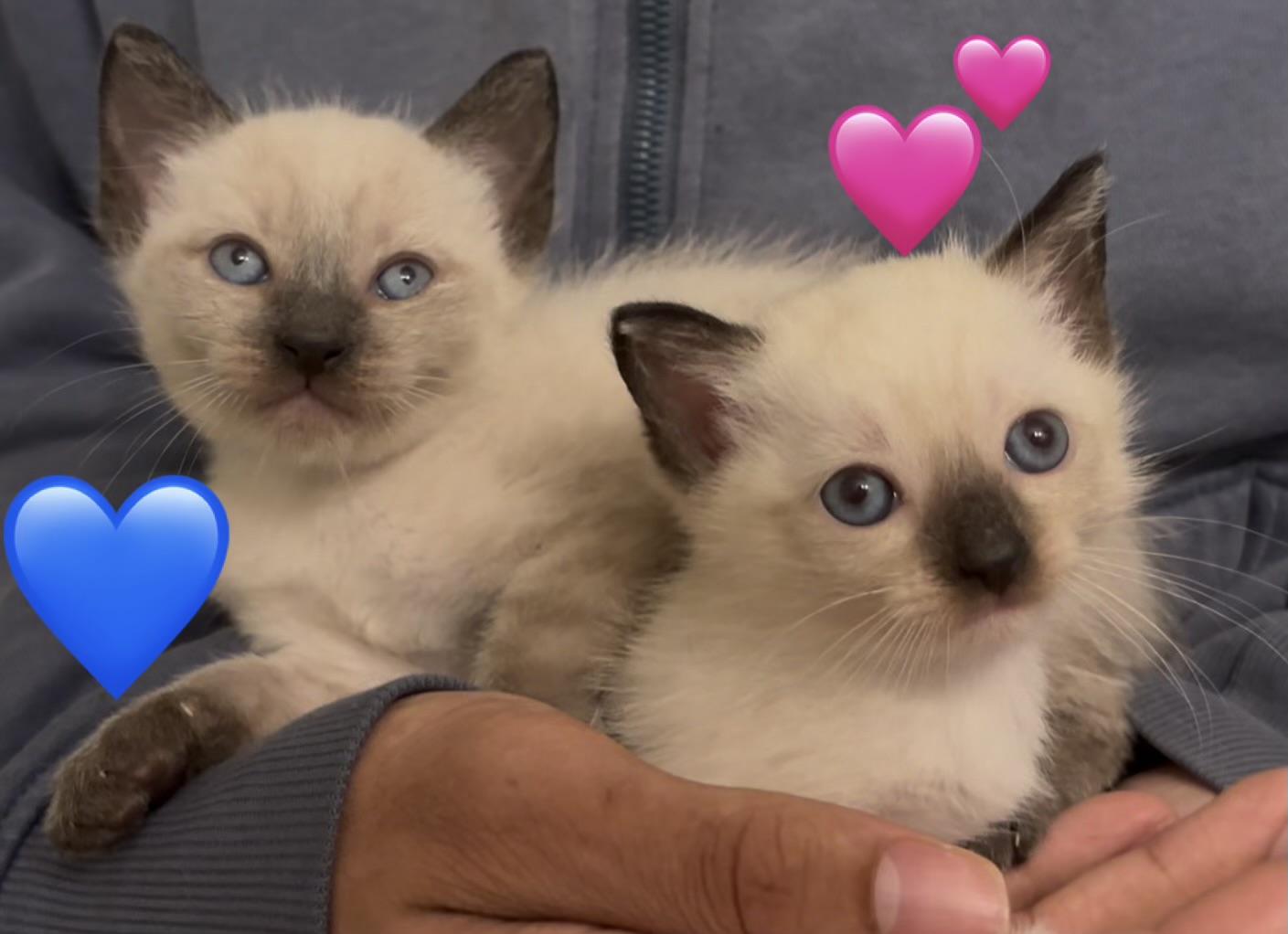 Preston and Primrose, adopted, Kitten Male Siamese.