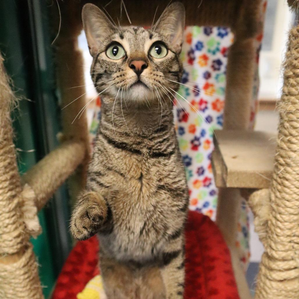 Enlarge Raya, a Adoptable Domestic Short Hair in Waukesha, WI image 1/3
