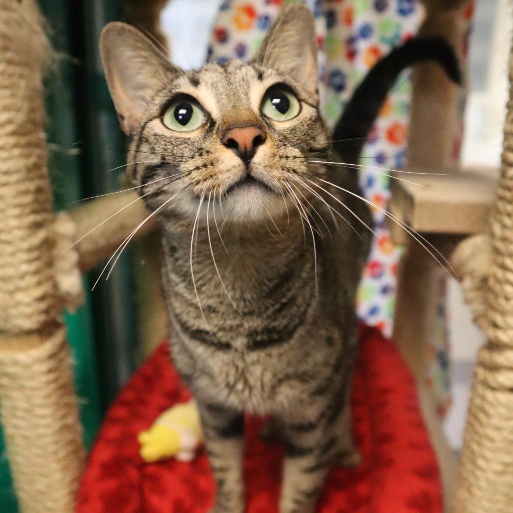 Enlarge Raya, a Adoptable Domestic Short Hair in Waukesha, WI image 2/3