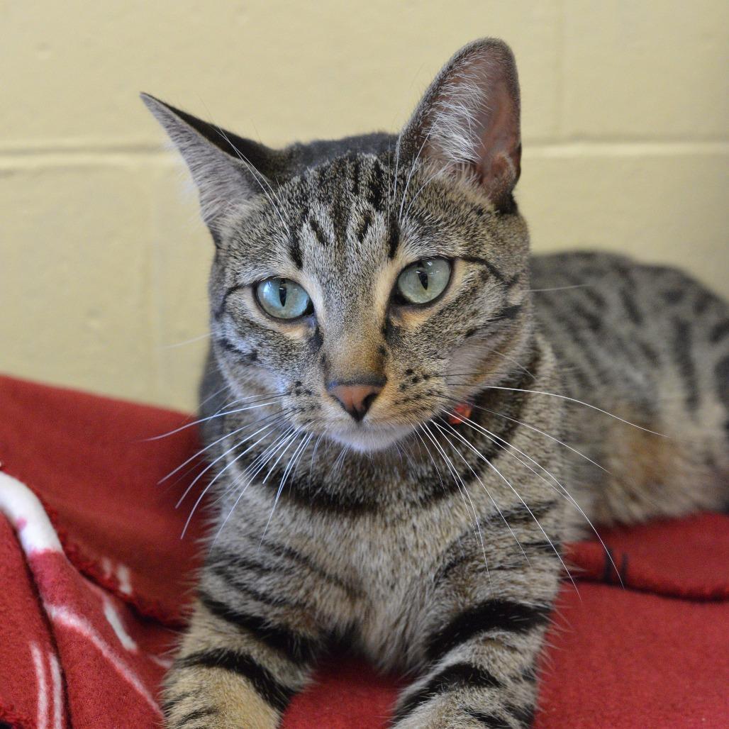 Enlarge Raya, a Adoptable Domestic Short Hair in Waukesha, WI image 3/3