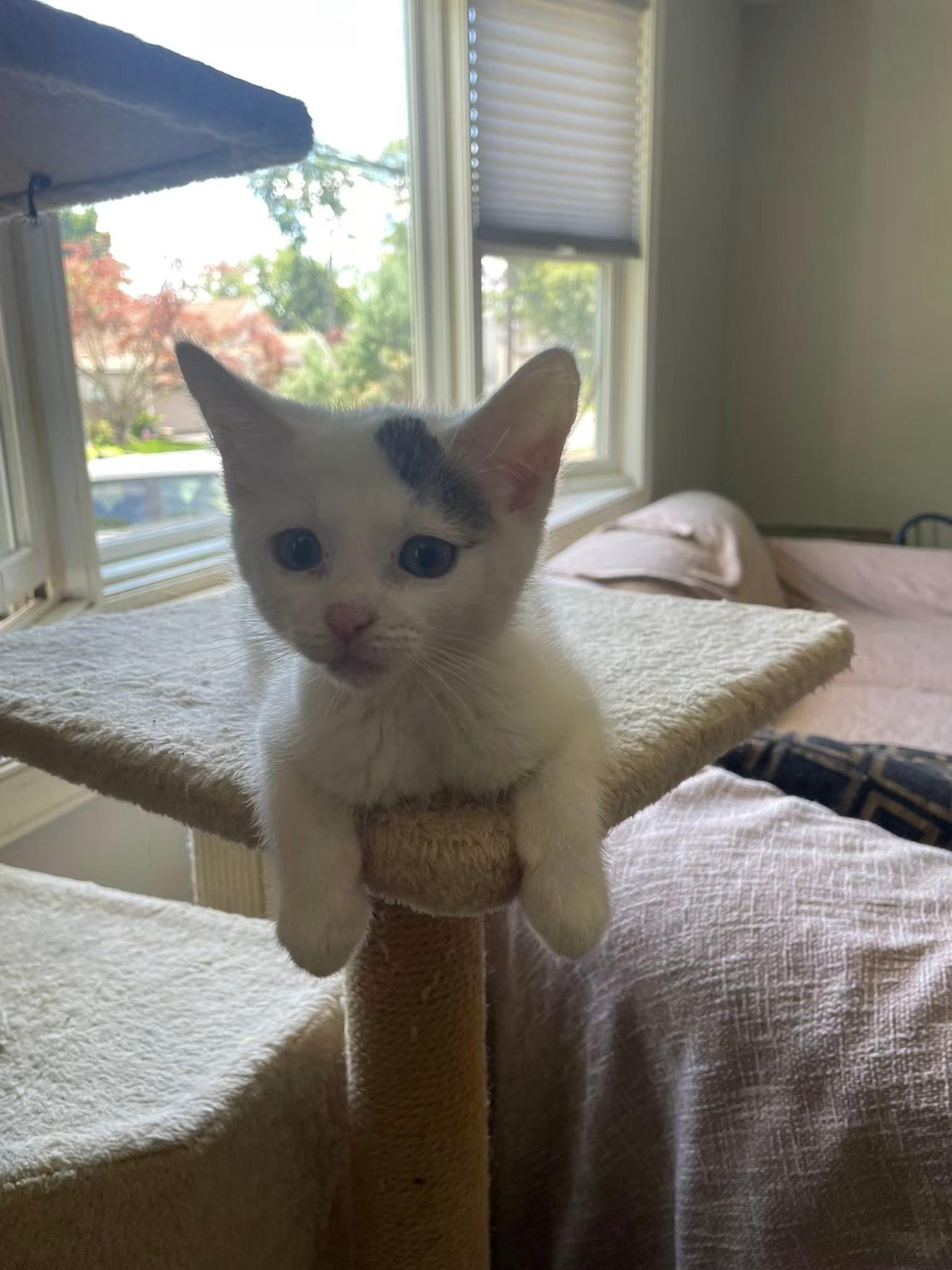 Bullseye, adopted, Kitten Male Domestic Short Hair.