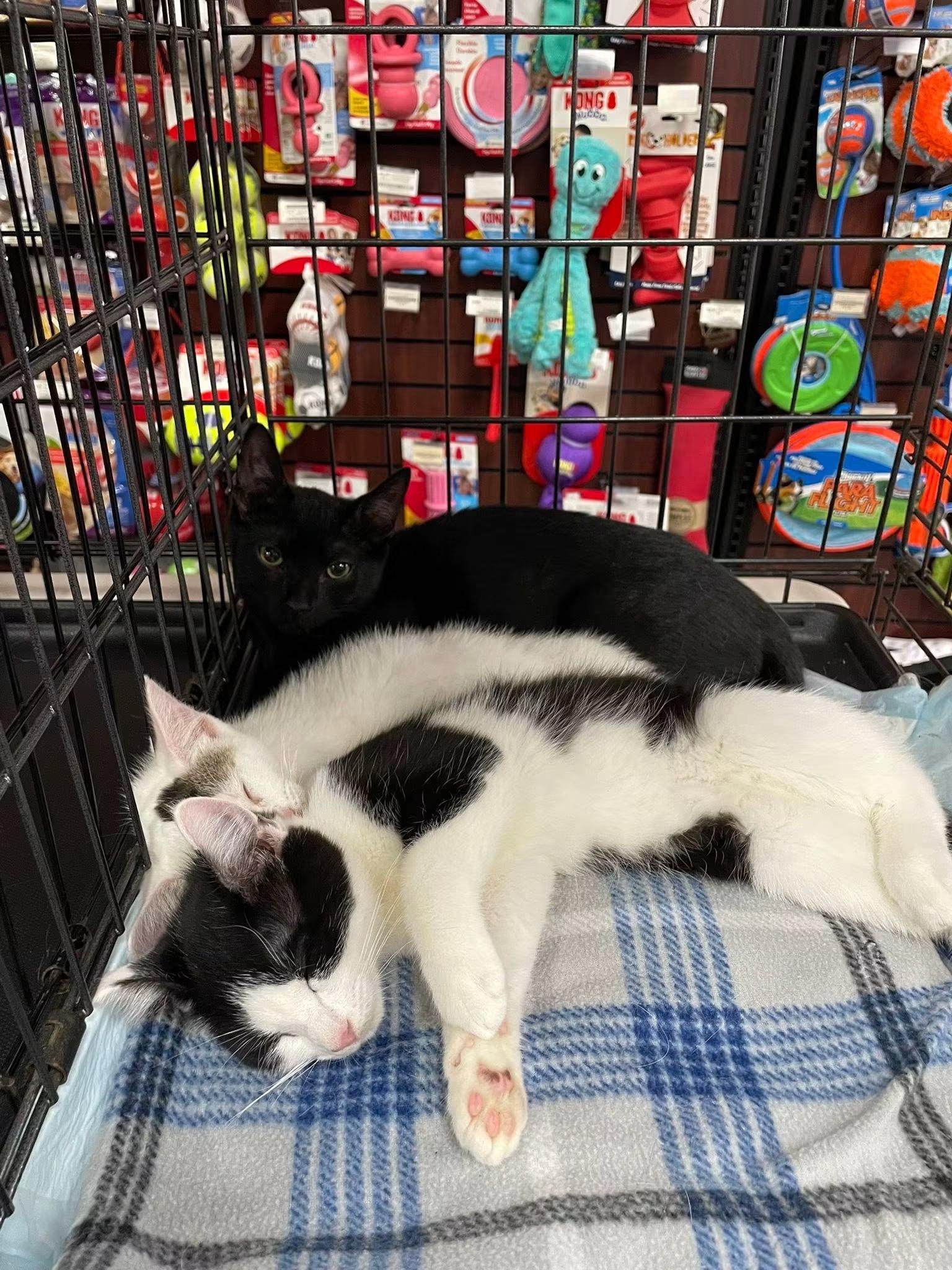 Enlarge Bullseye, an adopted Domestic Short Hair in Pompton Lakes, NJ image 4/4