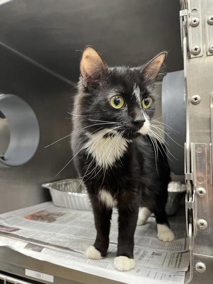 Enlarge Lady, a Adoptable mixed breed in Chicago, IL image 1/3