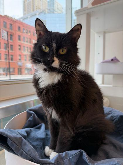 Enlarge Lady, a Adoptable mixed breed in Chicago, IL image 2/3