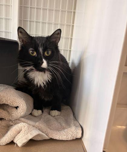 Enlarge Lady, a Adoptable mixed breed in Chicago, IL image 3/3