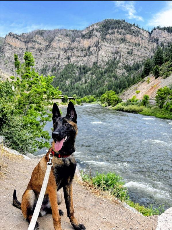 Goose, Adopted, Young Female Belgian Shepherd / Malinois.