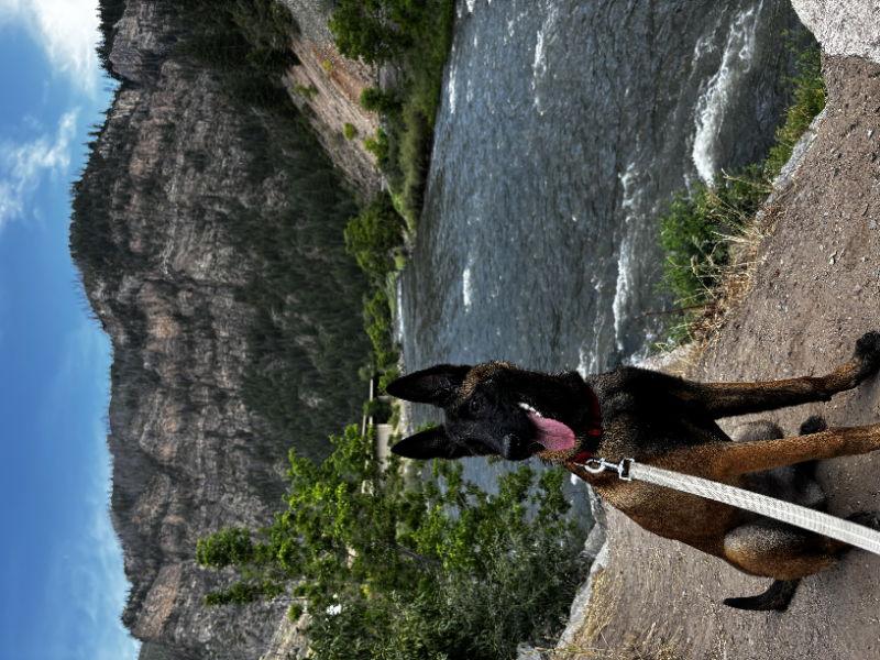 Goose, a Adopted Belgian Shepherd / Malinois in San Diego, CA image 2/3