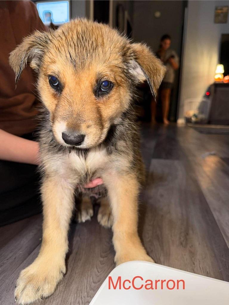 Enlarge McCarron, a Adoptable mixed breed in Cloquet, MN image 1/1