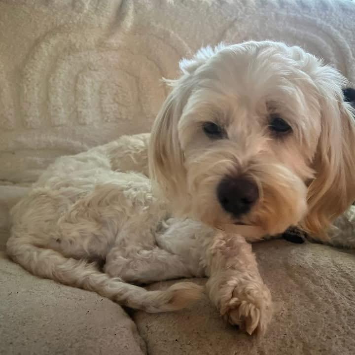 Mr. Waggle thumbnail 3