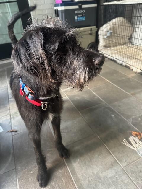 Enlarge WOODY - COURTSEY POST, a Adopted mixed breed in Alpharetta, GA image 6/6