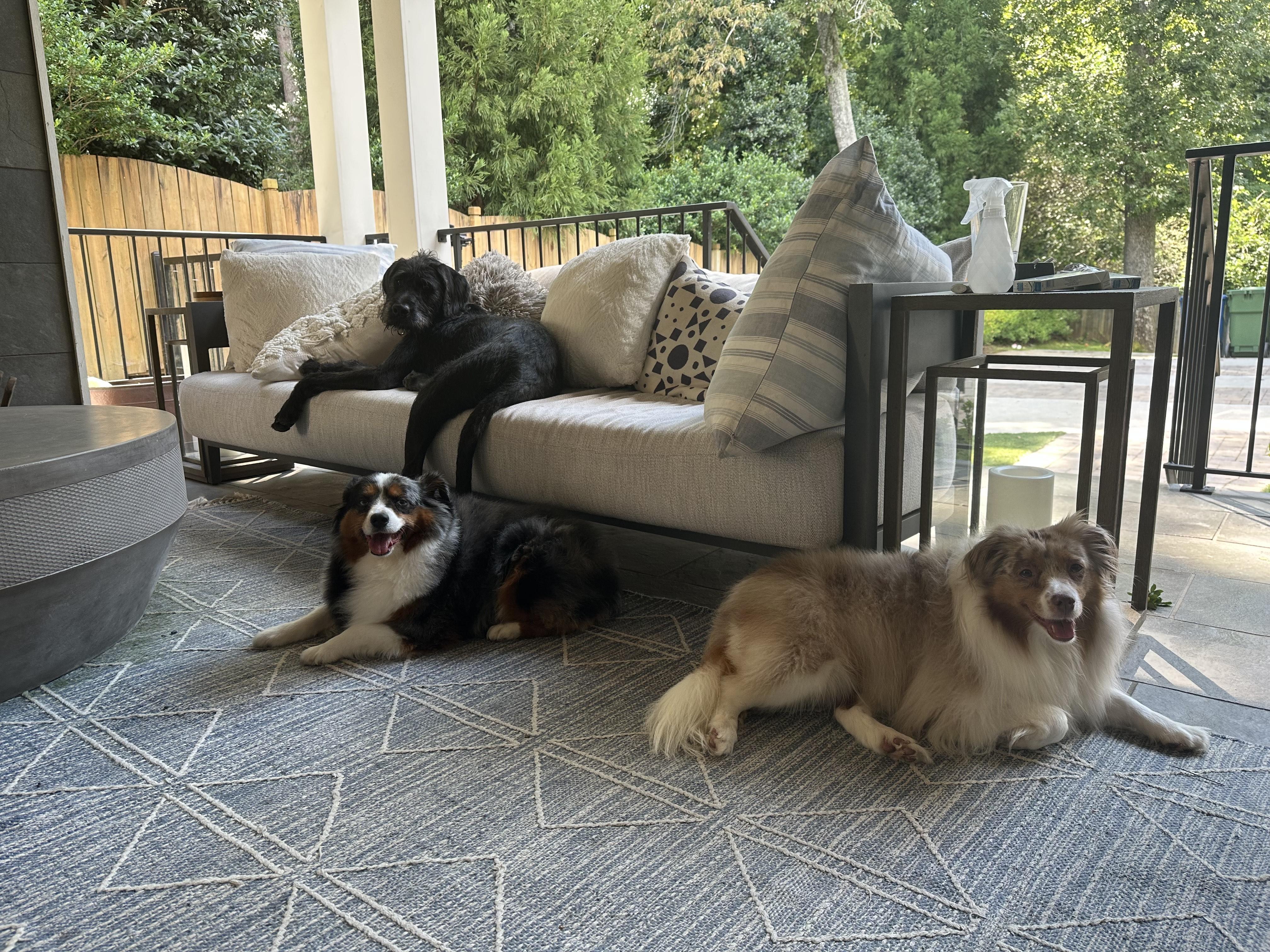 Enlarge WOODY - COURTSEY POST, a Adopted mixed breed in Alpharetta, GA image 3/6