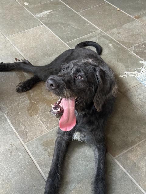 Enlarge WOODY - COURTSEY POST, a Adopted mixed breed in Alpharetta, GA image 5/6