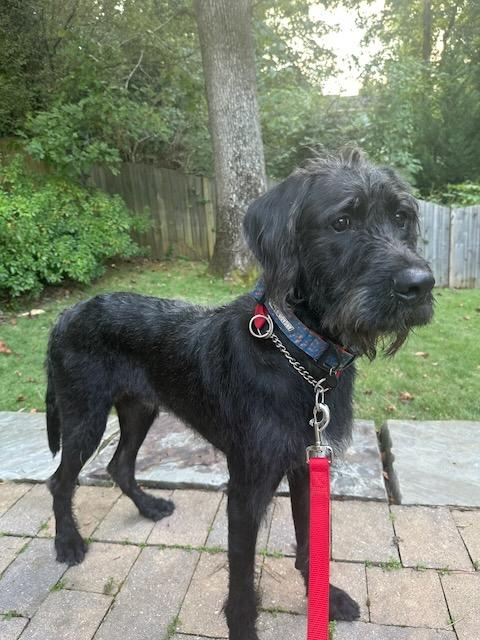 Enlarge WOODY - COURTSEY POST, a Adopted mixed breed in Alpharetta, GA image 1/6