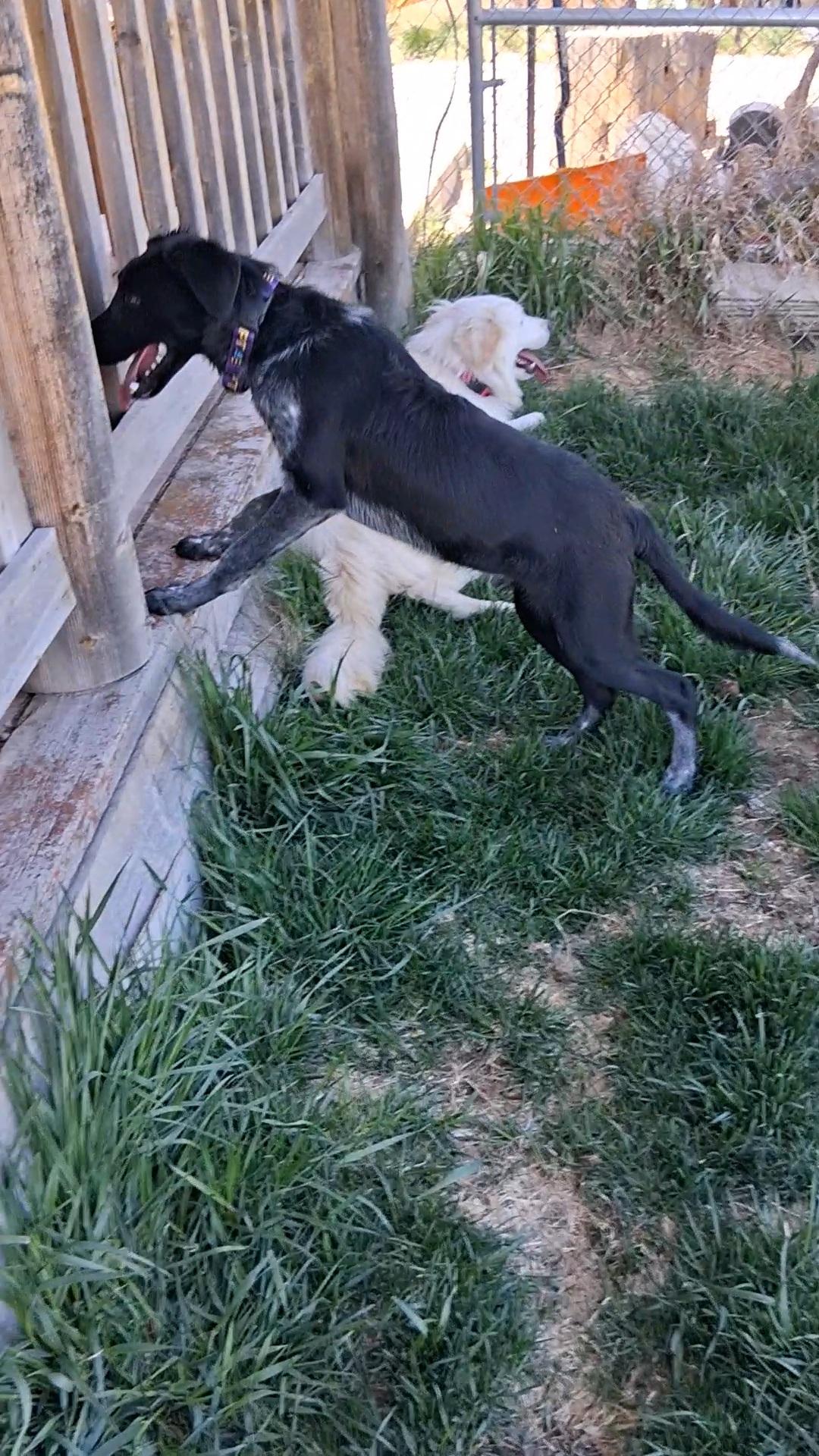 Enlarge OZZIE, a ADOPTABLE mixed breed in Pinedale, WY image 2/6