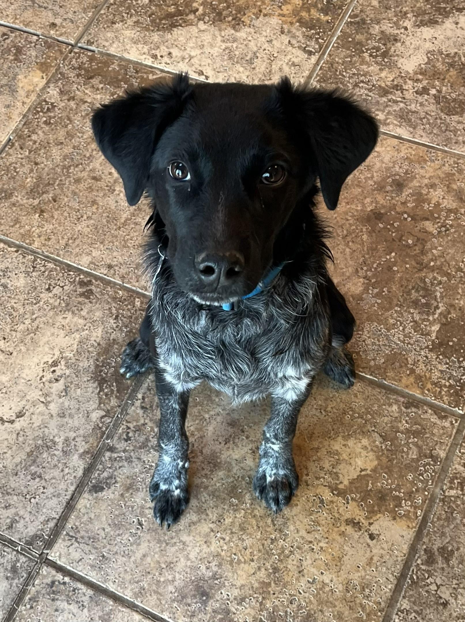 OZZIE, ADOPTABLE, Puppy Male Australian Kelpie & Australian Cattle Dog / Blue Heeler.