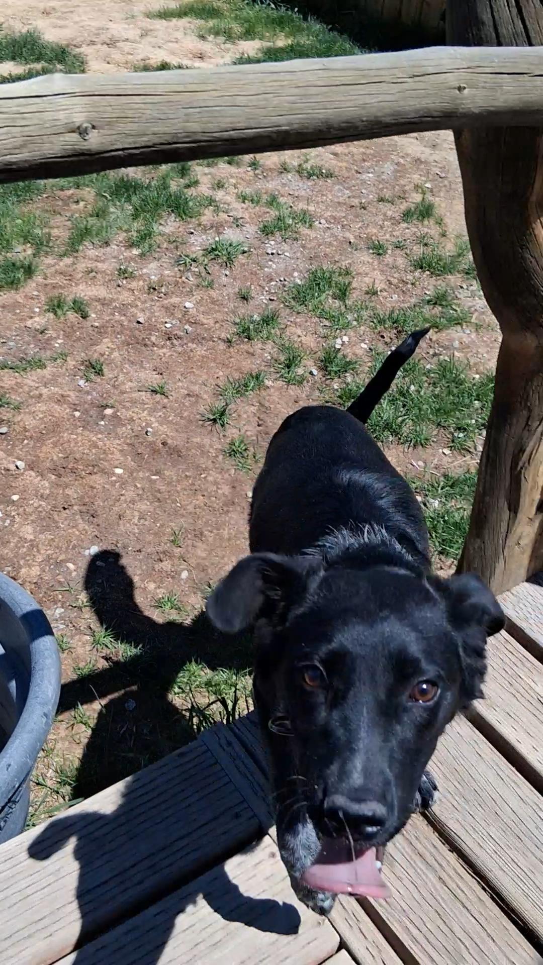 Enlarge OZZIE, a ADOPTABLE mixed breed in Pinedale, WY image 4/6