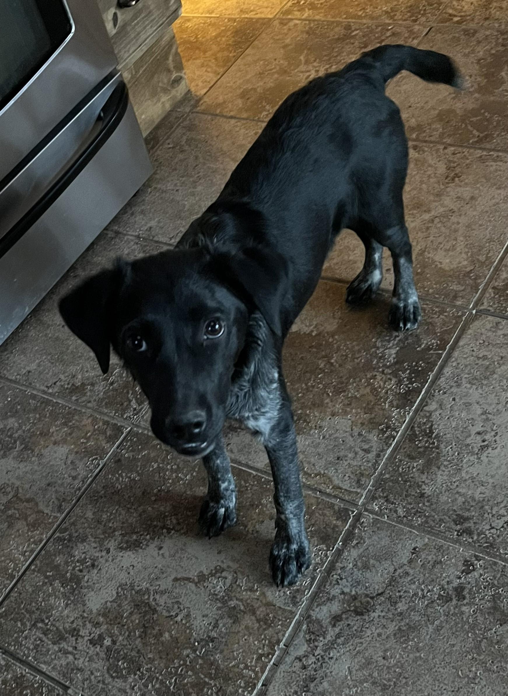 Enlarge OZZIE, a ADOPTABLE mixed breed in Pinedale, WY image 5/6