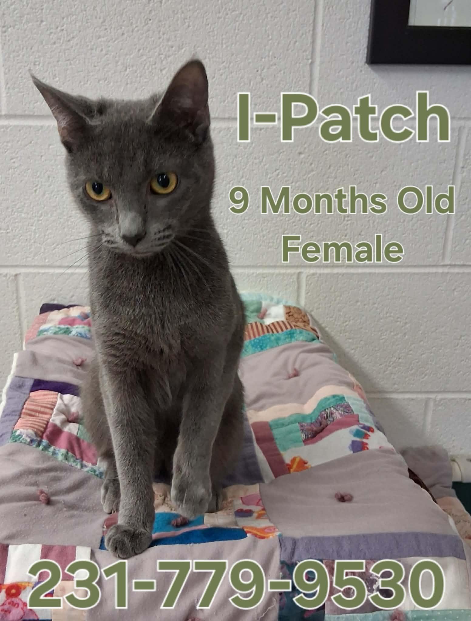I-PATCH , ADOPTABLE, Kitten Female Domestic Short Hair.