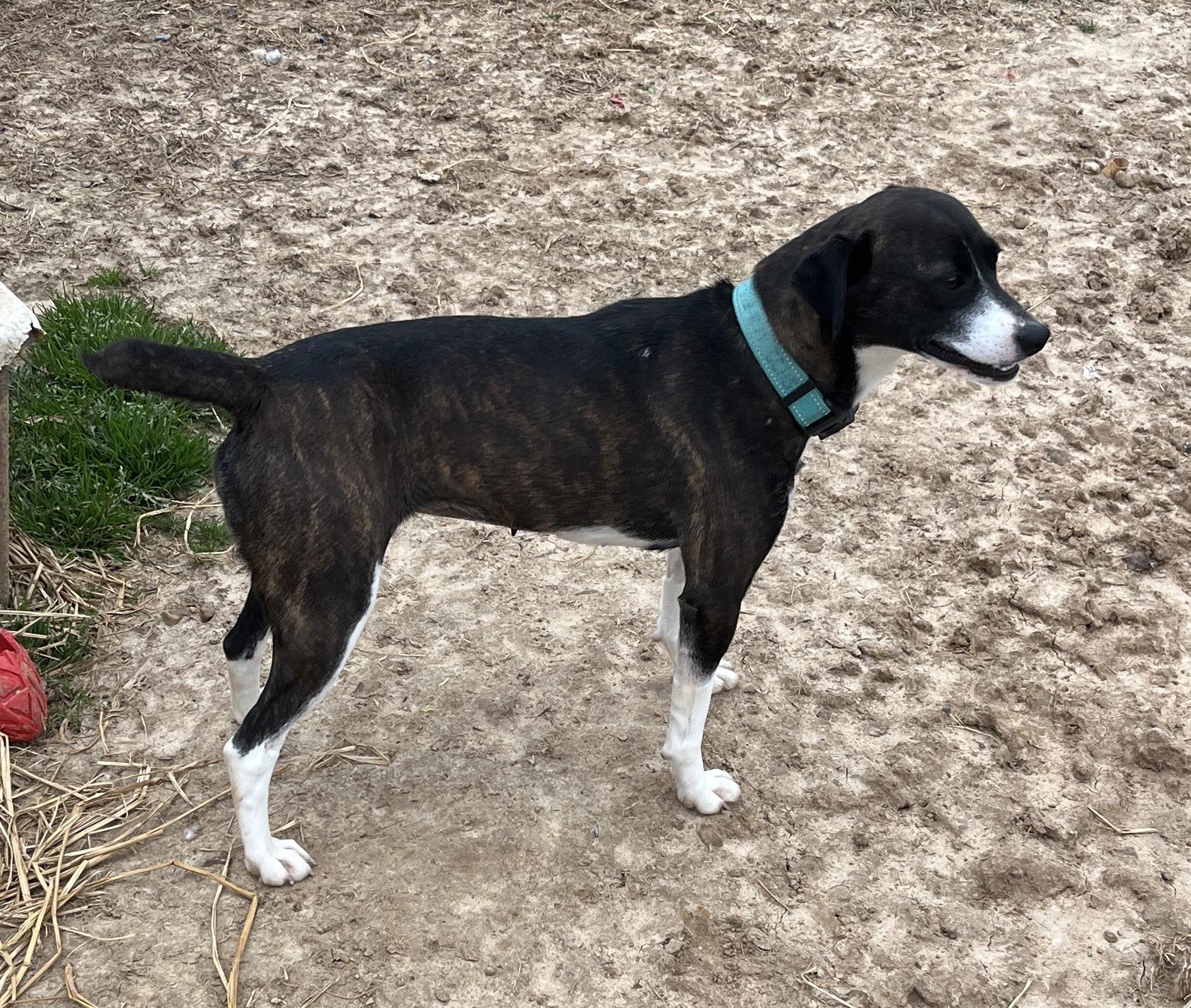 Enlarge Perle, an adoptable Feist in McKenzie, TN image 2/3