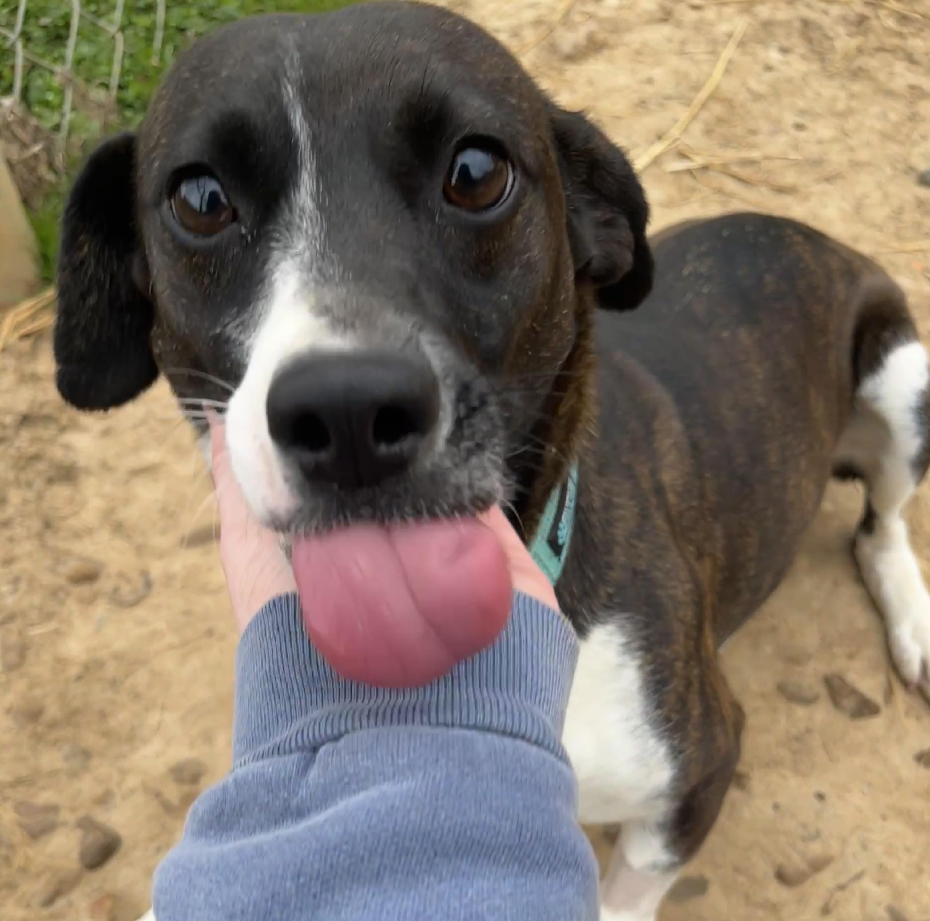 Enlarge Perle, an adoptable Feist in McKenzie, TN image 1/3